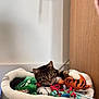Lira is registered to the contest to win money with this photo: cat, tabby_cat, pet_bed, plush_toy, orange_toy, green_toy, colorful_toys, indoor, floor, wooden_furniture, curious, playful, paw, resting, cozy, feline, animal, pet, looking, soft_lighting