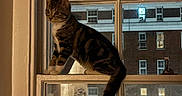 Lira is registered to the contest to win money with this photo: animal, building, cat, city, curious, feline, glass, indoor, ledges, lights, night, outdoor, pet, reflection, sill, street, tabby, urban, window, windows