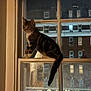 cat, tabby, window, night, urban, city, building, glass, reflection, ledges, animal, pet, curious, indoor, outdoor, street, lights, windows, feline, sill