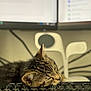 Lira is registered to the contest to win money with this photo: cat, tabby, sleeping, keyboard, computer, monitor, desk, lamp, indoor, pet, closeup, feline, resting, workspace, technology, blurred_background, whiskers, ears, fur, cozy