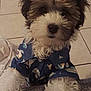 Apolo joined the competition — help win amazing prizes! adorable, animal, blue_shirt, clothing, curly_fur, cute, dog, domestic_animal, floor_tiles, fluffy, fur, indoor, looking_up, pet, portrait, puppy, shirt, small_dog, space_theme, young_dog