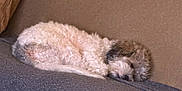 Apolo is registered to the contest to win money with this photo: animal, blanket, brown, companion, couch, cozy, curled_up, cute, dog, fur, furniture, gray, home, indoor, nap, pet, quiet, relaxation, resting, sleeping