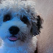 Apolo is registered to the contest to win money with this photo: adorable, animal, background, black_nose, canine, close_up, curly_fur, cute, dog, expression, face, fluffy, fur, indoor, looking, pet, portrait, soft_light, tongue_out, whiskers