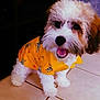 Apolo joined the competition — help win amazing prizes! animal, brown_fur, canine, cute, dog, domestic_animal, fluffy, fur, happy, indoor, pet, playful, puppy, small_dog, smiling, tiled_floor, white_fur, yellow_shirt, young_dog, zebra_print