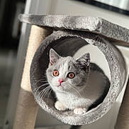 Aya a rejoint le concours — aidez-le/la à gagner de superbes lots ! amber_eyes, animal, cat, cat_tree, closeup, cozy, curious, cylindrical_tunnel, domestic_cat, fluffy_fur, furniture, gray_and_white, indoor, kitten, pet, pink_nose, playful, resting, soft_light, whiskers