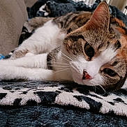 Betty Boop joined the competition — help win amazing prizes! cat, calico_cat, tabby, white_fur, sleepy, lying_down, close_up, whiskers, green_eyes, pink_nose, indoors, blanket, couch, cozy, relaxed, pet, feline, portrait, background_cat, home