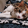 cat, calico_cat, tabby, white_fur, sleepy, lying_down, close_up, whiskers, green_eyes, pink_nose, indoors, blanket, couch, cozy, relaxed, pet, feline, portrait, background_cat, home