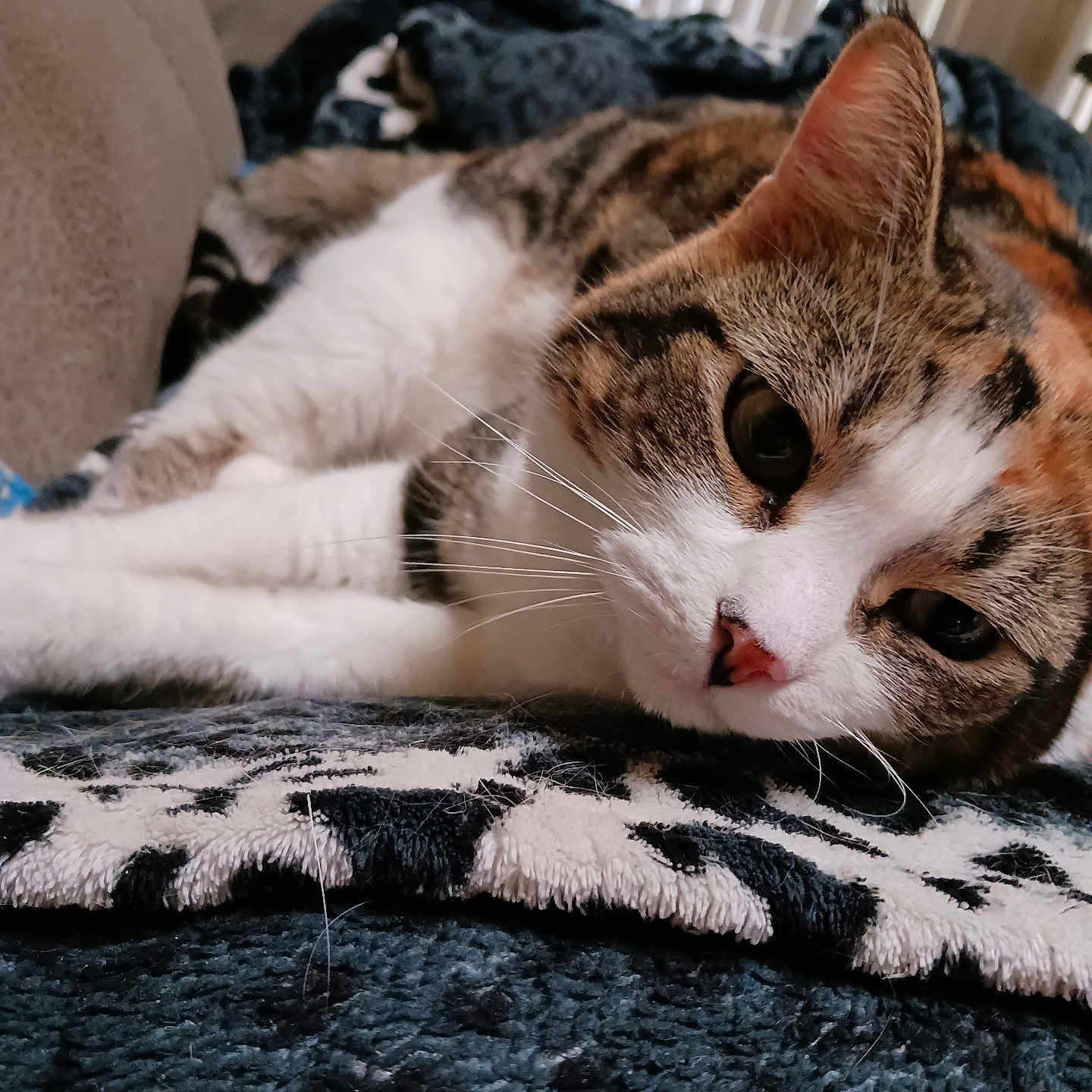 Betty Boop joined the competition — help win amazing prizes! cat, calico_cat, tabby, white_fur, sleepy, lying_down, close_up, whiskers, green_eyes, pink_nose, indoors, blanket, couch, cozy, relaxed, pet, feline, portrait, background_cat, home