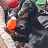 animal, basketball_toy, black_dog, companion, cozy, cute, dachshund, dog, dog_bed, fur, indoor, looking_up, orange_toy, pet, playful, relaxed, resting, small_dog, tan_markings, toy
