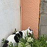 Lulu a rejoint le concours — aidez-le/la à gagner de superbes lots ! cat, black_and_white, animal, pet, feline, garden, wildflowers, plants, grass, outdoor, wall, concrete, textured_surface, crouching, sitting, profile, ears, tail, nature, photography