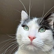 Lulu participe au concours pour gagner de l'argent avec cette photo : cat, animal, pet, portrait, close_up, white_fur, black_fur, green_eyes, whiskers, pink_nose, ears, face, indoors, looking_at_camera, feline, fluffy, dramatic, photography, black_background, centered