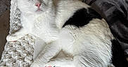 Lulu participe au concours pour gagner de l'argent avec cette photo : cat, black_and_white, pet, animal, feline, green_eyes, pink_nose, whiskers, fur, lying_down, lounging, blanket, cushion, indoors, home, cozy, portrait, close_up, relaxed, photography