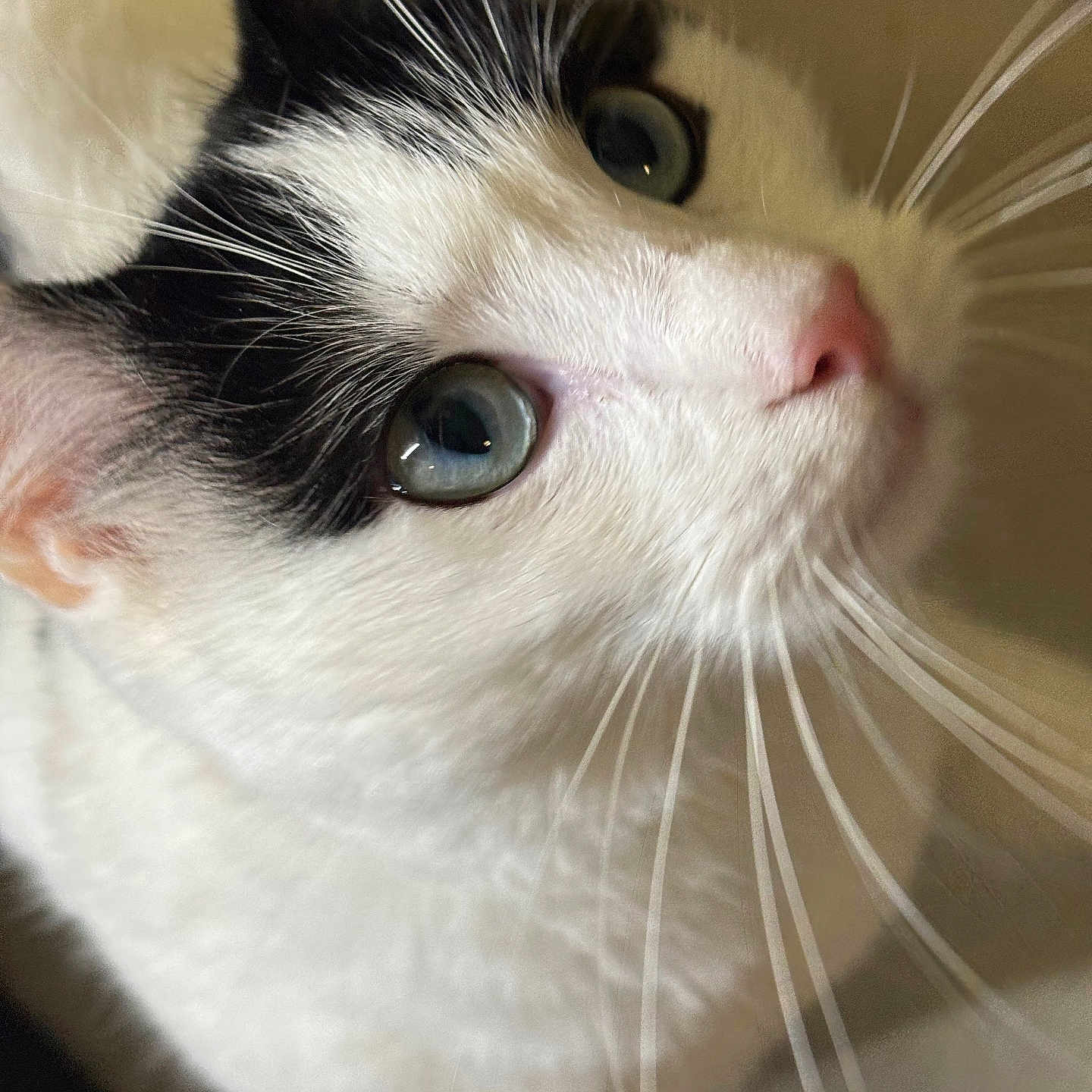 Lulu