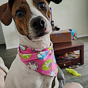 Miss Bella joined the competition — help win amazing prizes! dog, pet, bandana, pink, bunny_print, curious, indoor, living_room, coffee_table, toy, floor, white, brown, black, closeup, animal, cute, ears, nose, fur