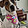 Miss Bella