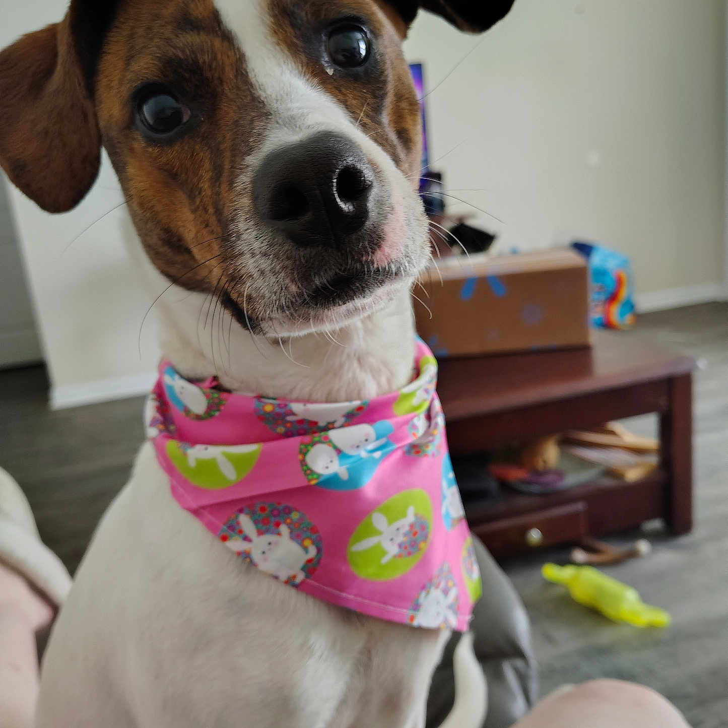 Miss Bella joined the competition — help win amazing prizes! animal, bandana, black, brown, bunny_print, closeup, coffee_table, curious, cute, dog, ears, floor, fur, indoor, living_room, nose, pet, pink, toy, white