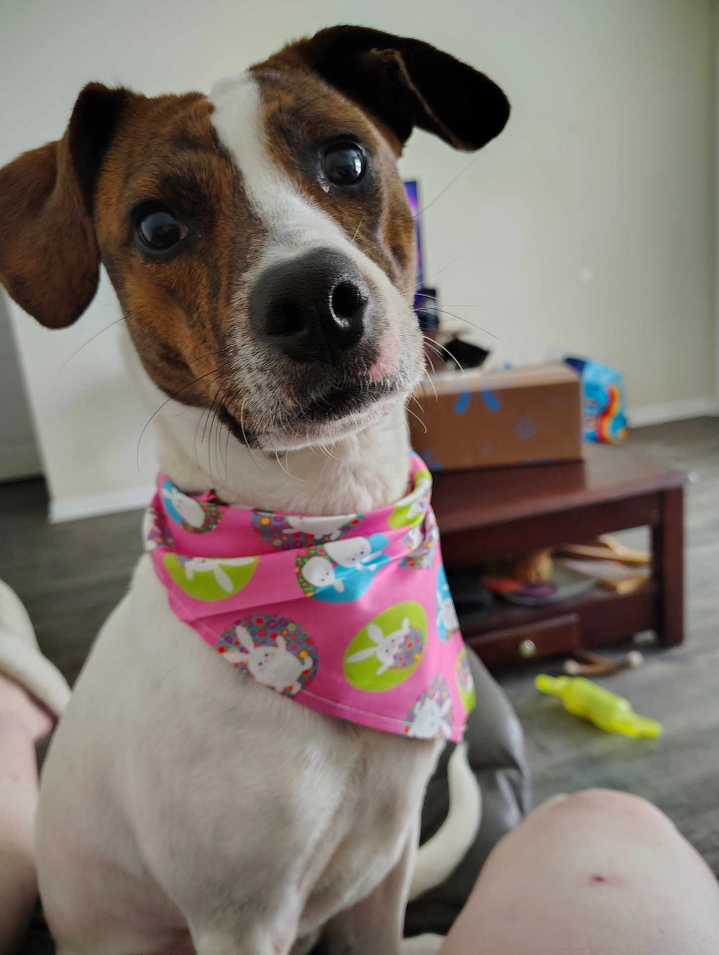 Miss Bella joined the competition — help win amazing prizes! dog, pet, bandana, pink, bunny_print, curious, indoor, living_room, coffee_table, toy, floor, white, brown, black, closeup, animal, cute, ears, nose, fur