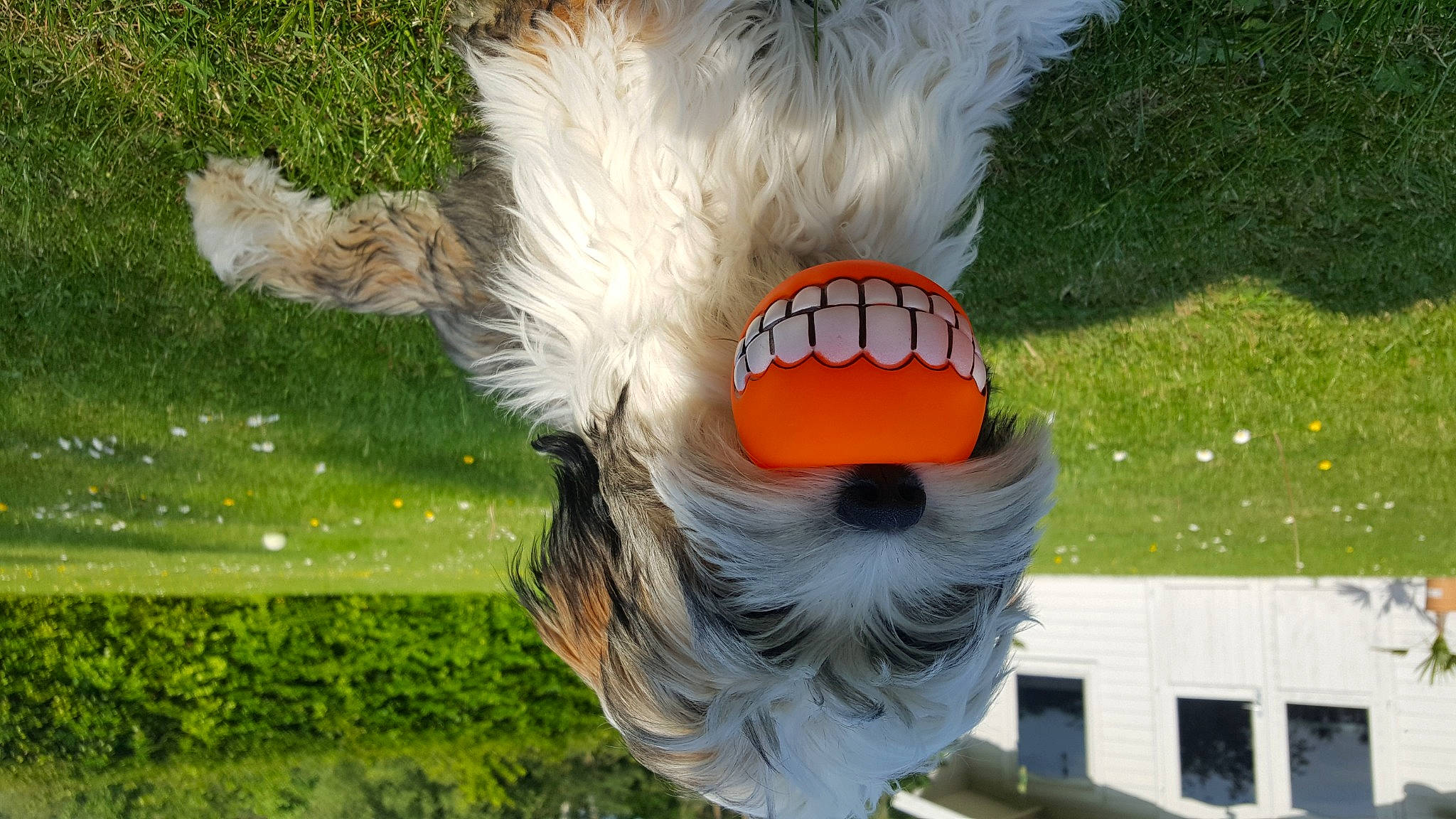 Rayah participe au concours pour gagner de l'argent avec cette photo : canidae, carnivore, cavachon, disc_dog, dog, dog_breed, grand_basset_griffon_vendeen, petit_basset_griffon_vendeen, polish_lowland_sheepdog, schapendoes, sporting_group, sporting_lucas_terrier, terrier, tibetan_terrier, west_highland_white_terrier