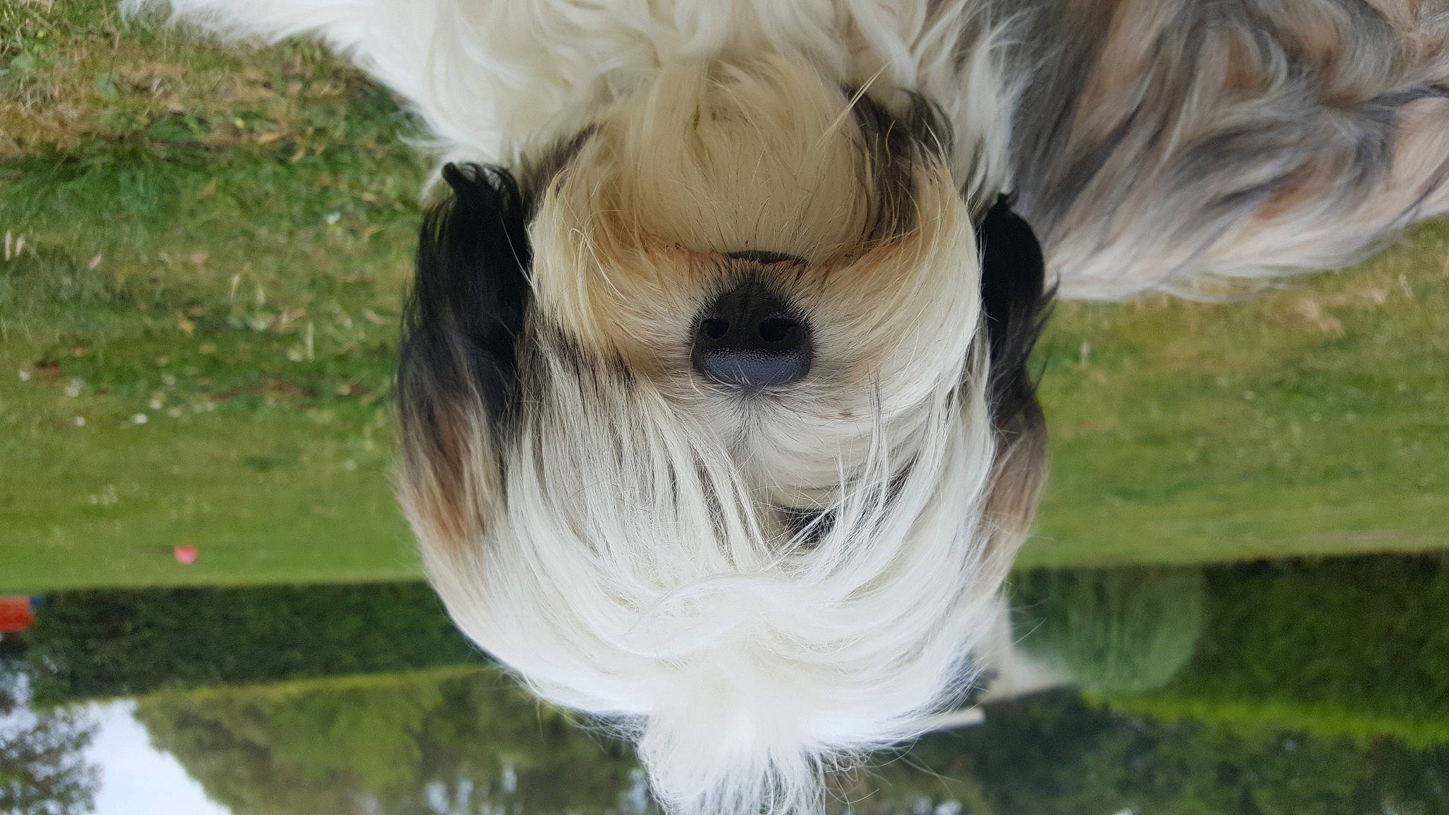 Rayah participe au concours pour gagner de l'argent avec cette photo : canidae, carnivore, chinese_imperial_dog, companion_dog, dog, dog_breed, havanese, kyi_leo, lhasa_apso, lowchen, mammal, non_sporting_group, polish_lowland_sheepdog, rare_breed_dog, shih_tzu, snout, terrier, tibetan_terrier, toy_dog, vertebrate