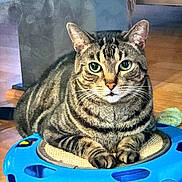 Rainy joined the competition — help win amazing prizes! cat, tabby_cat, pet, indoor, toy, blue, ball, feline, animal, whiskers, paws, green_eyes, striped, resting, floor, home, fur, cute, domestic_animal, looking