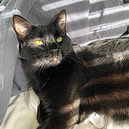 Clarabelle joined the competition — help win amazing prizes! animal, bed, black_cat, blanket, cat, comfort, cozy, cute, feline, fur, indoor, pet, relaxed, resting, shadow, sleepy, striped_light, sunlight, whiskers, yellow_eyes