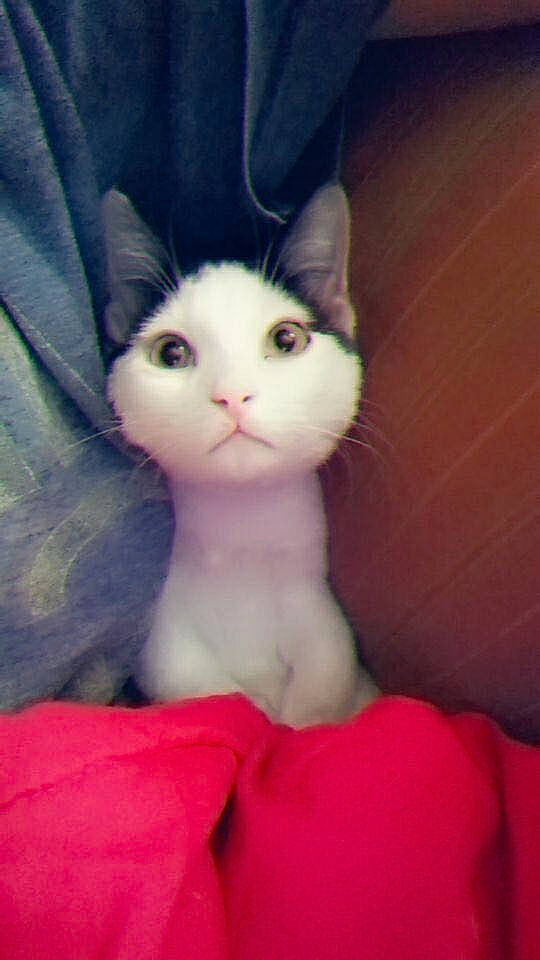 Xion joined the competition — help win amazing prizes! carnivore, cat, domestic_short_haired_cat, eyelash, fawn, felidae, flesh, fur, mammal, musical_instrument, nail, nose, paw, plant, sitting, small_to_medium_sized_cats, snout, tail, toy, whiskers