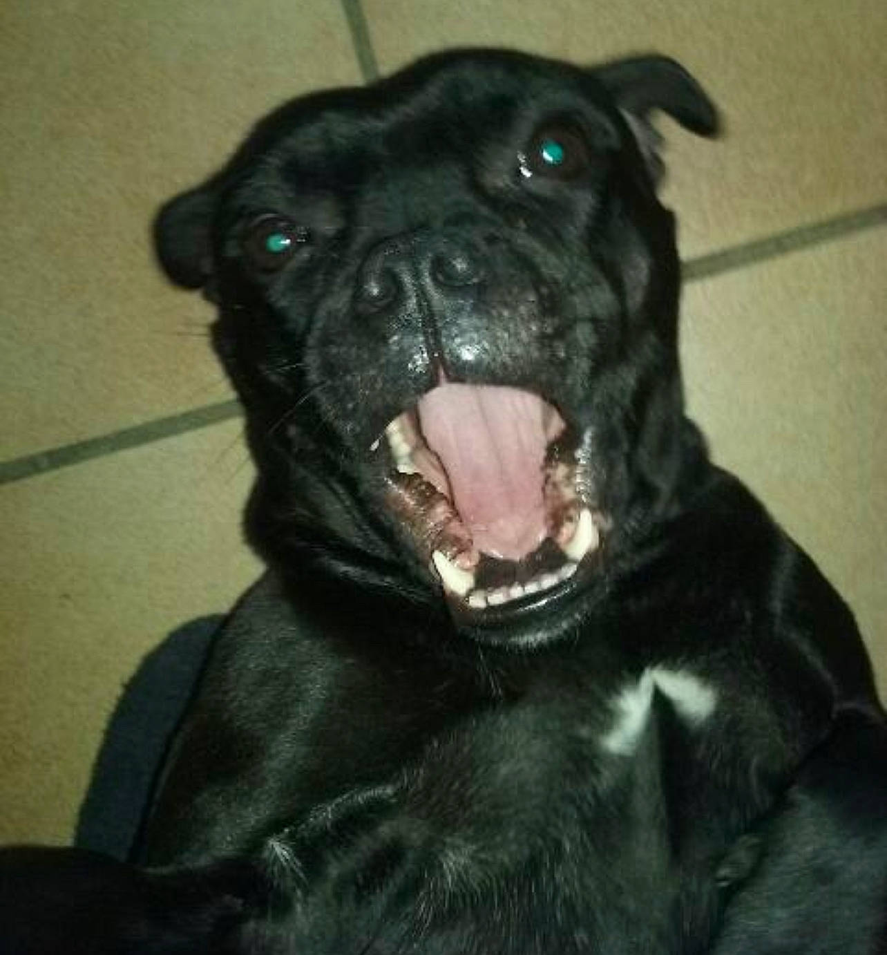 Malicia a rejoint le concours — aidez-le/la à gagner de superbes lots ! borador, canidae, carnivore, companion_dog, dog, dog_breed, dog_collar, fang, fawn, fur, guard_dog, jaw, molosser, non_sporting_group, snout, sporting_group, terrestrial_animal, whiskers, working_animal, working_dog