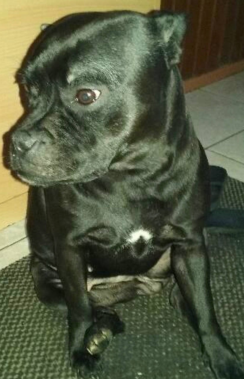 Malicia a rejoint le concours — aidez-le/la à gagner de superbes lots ! borador, canidae, carnivore, companion_dog, dog, dog_breed, dog_collar, fawn, fur, guard_dog, liver, molosser, non_sporting_group, plant, snout, sporting_group, tail, terrestrial_animal, whiskers, working_animal