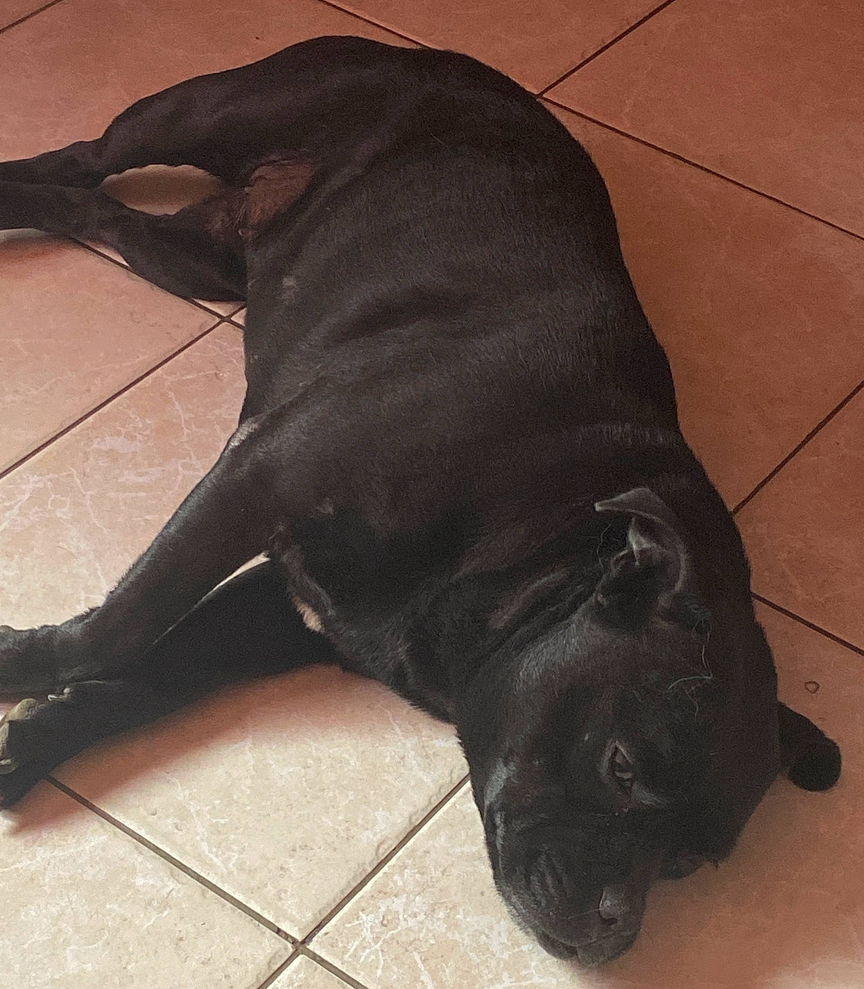 Malicia participe au concours pour gagner de l'argent avec cette photo : borador, carnivore, collar, companion_dog, dog, dog_breed, dog_collar, fashion_accessory, fawn, flooring, fur, guard_dog, leash, liver, non_sporting_group, shadow, sporting_group, tail, terrestrial_animal, working_animal