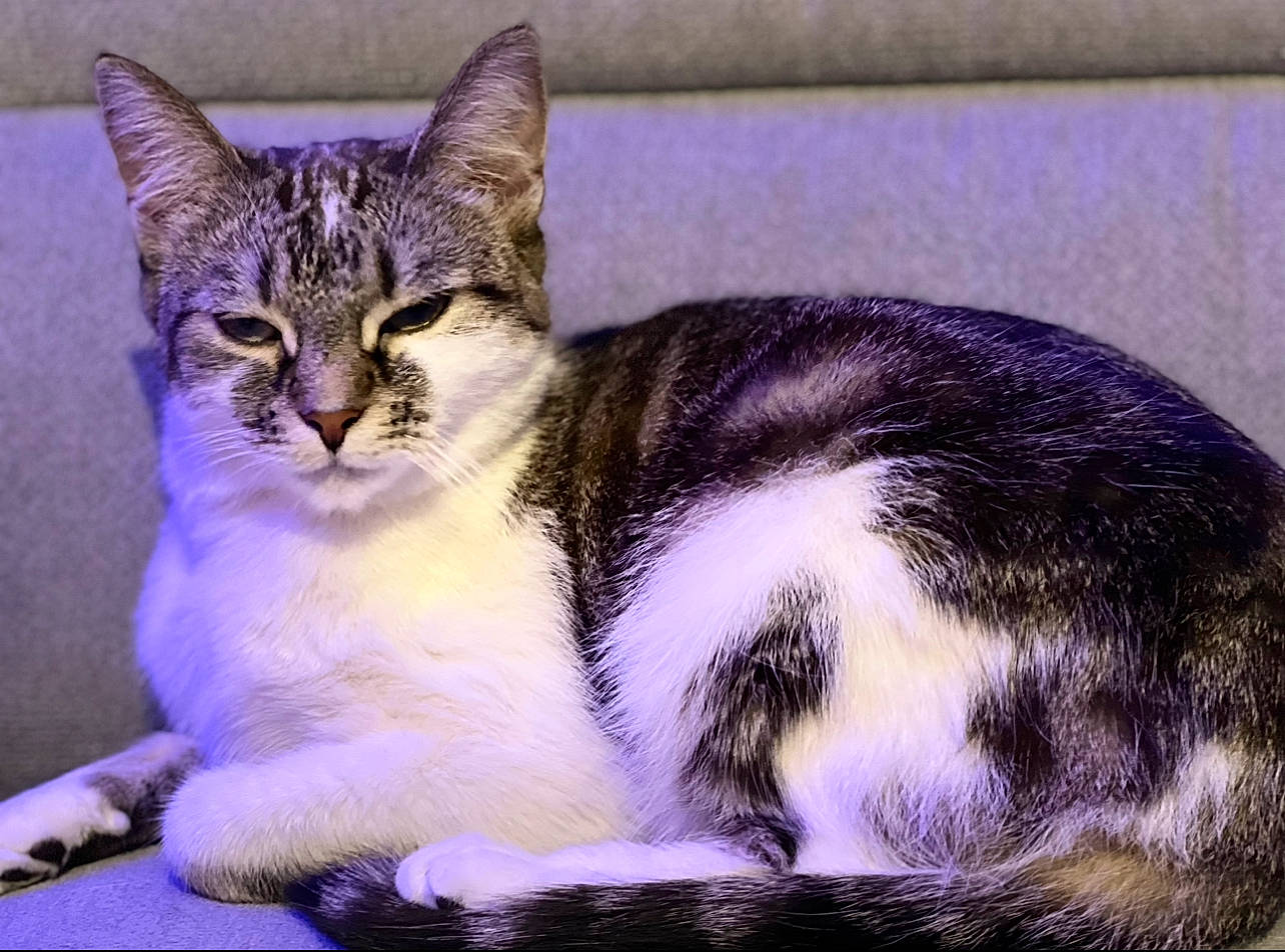 Alaska participe au concours pour gagner de l'argent avec cette photo : carnivore, cat, claw, domestic_short_haired_cat, felidae, fur, paw, sitting, small_to_medium_sized_cats, tail, terrestrial_animal, whiskers