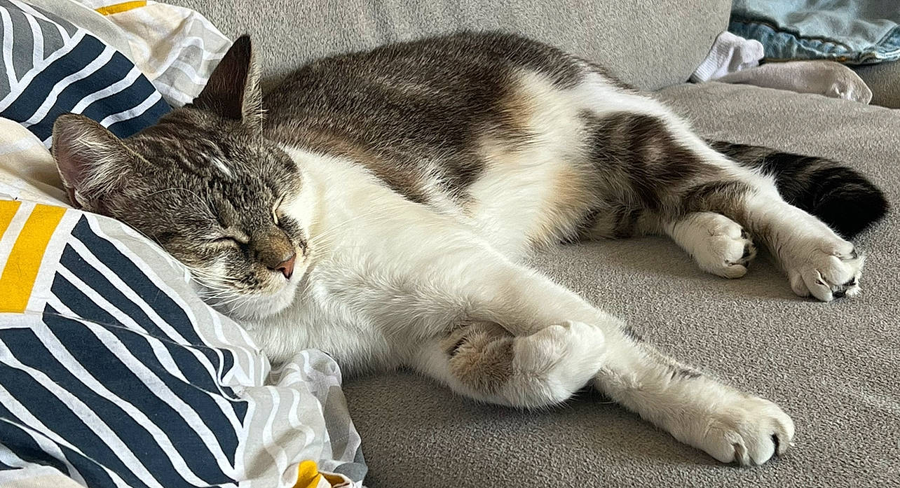 Alaska participe au concours pour gagner de l'argent avec cette photo : carnivore, cat, claw, comfort, domestic_short_haired_cat, felidae, fur, mammal, nap, paw, small_to_medium_sized_cats, tail, vertebrate, whiskers