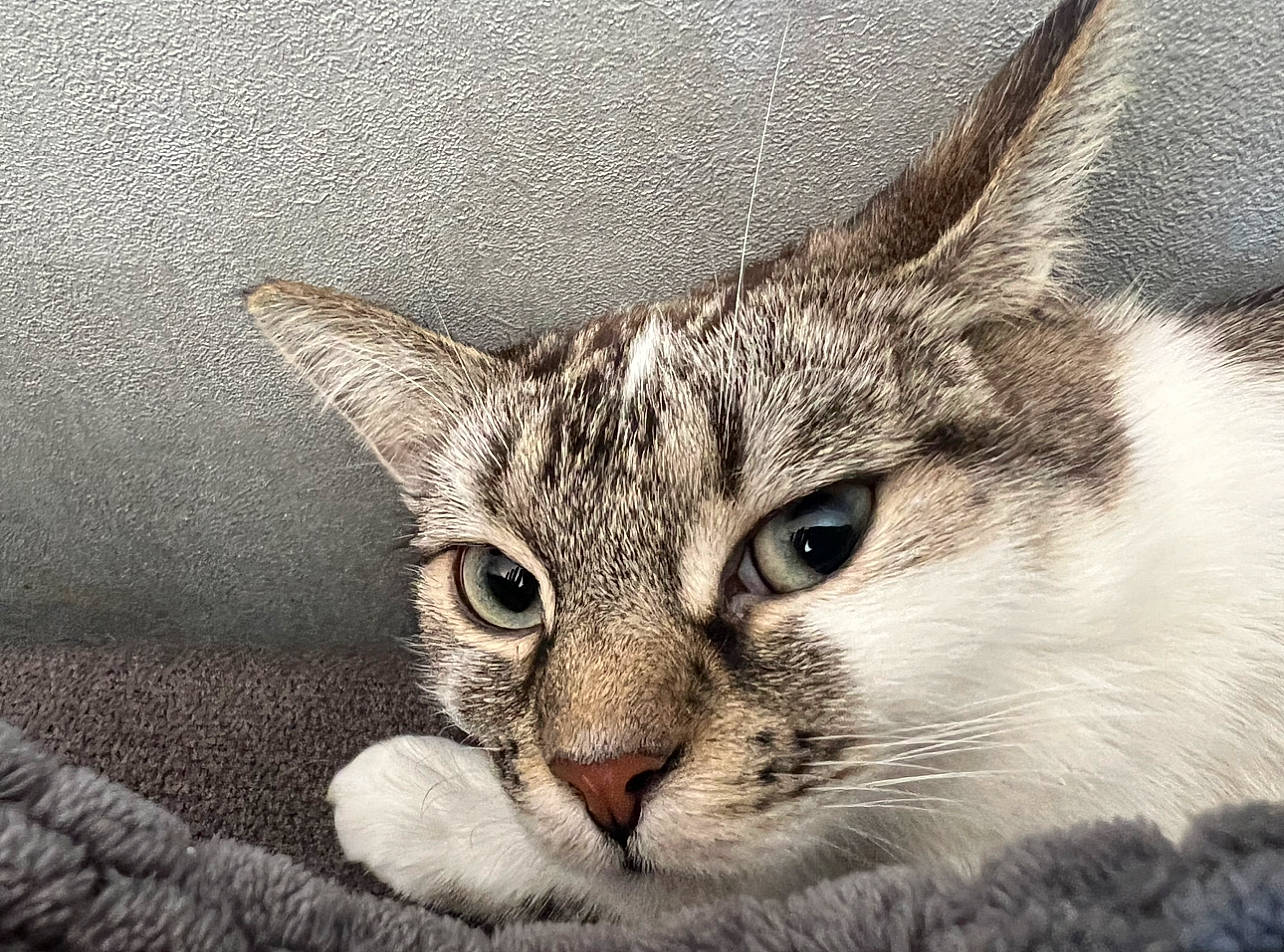 Alaska participe au concours pour gagner de l'argent avec cette photo : bored, carnivore, cat, close_up, domestic_short_haired_cat, felidae, fur, paw, small_to_medium_sized_cats, snout, terrestrial_animal, whiskers, wildlife