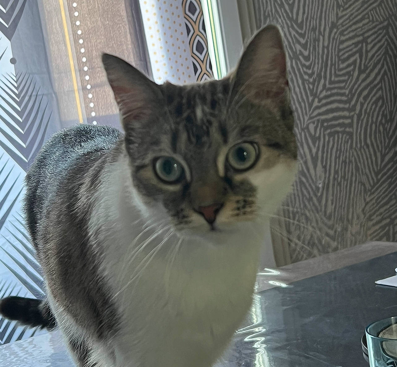 Alaska a rejoint le concours — aidez-le/la à gagner de superbes lots ! carnivore, cat, cat_furniture, cat_supply, domestic_short_haired_cat, door, eye, felidae, fur, pet_supply, small_to_medium_sized_cats, snout, tail, terrestrial_animal, whiskers, window