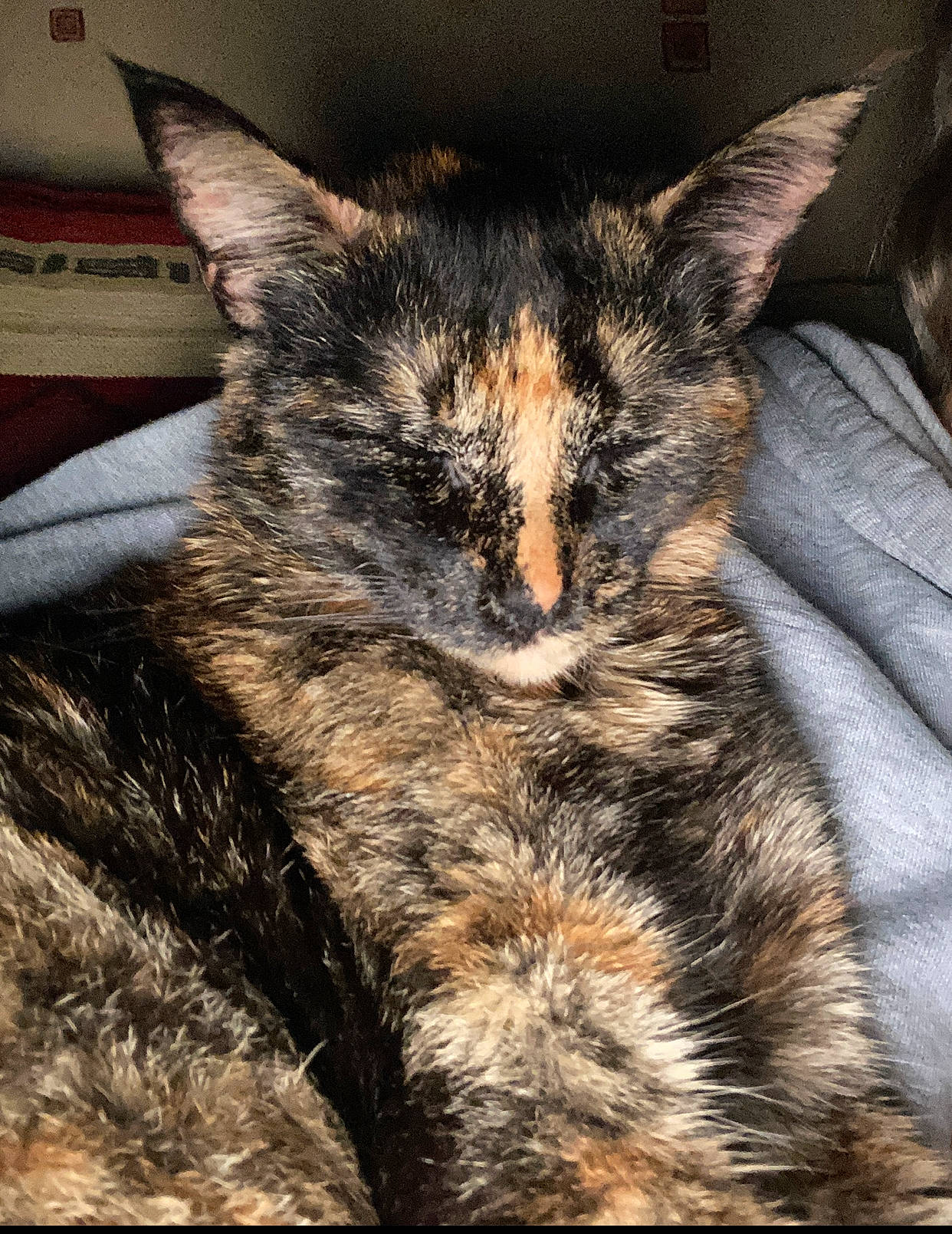 Mamour a rejoint le concours — aidez-le/la à gagner de superbes lots ! carnivore, cat, claw, comfort, domestic_short_haired_cat, ear, felidae, fur, nap, natural_material, paw, sky, sleep, small_to_medium_sized_cats, snout, tail, terrestrial_animal, whiskers