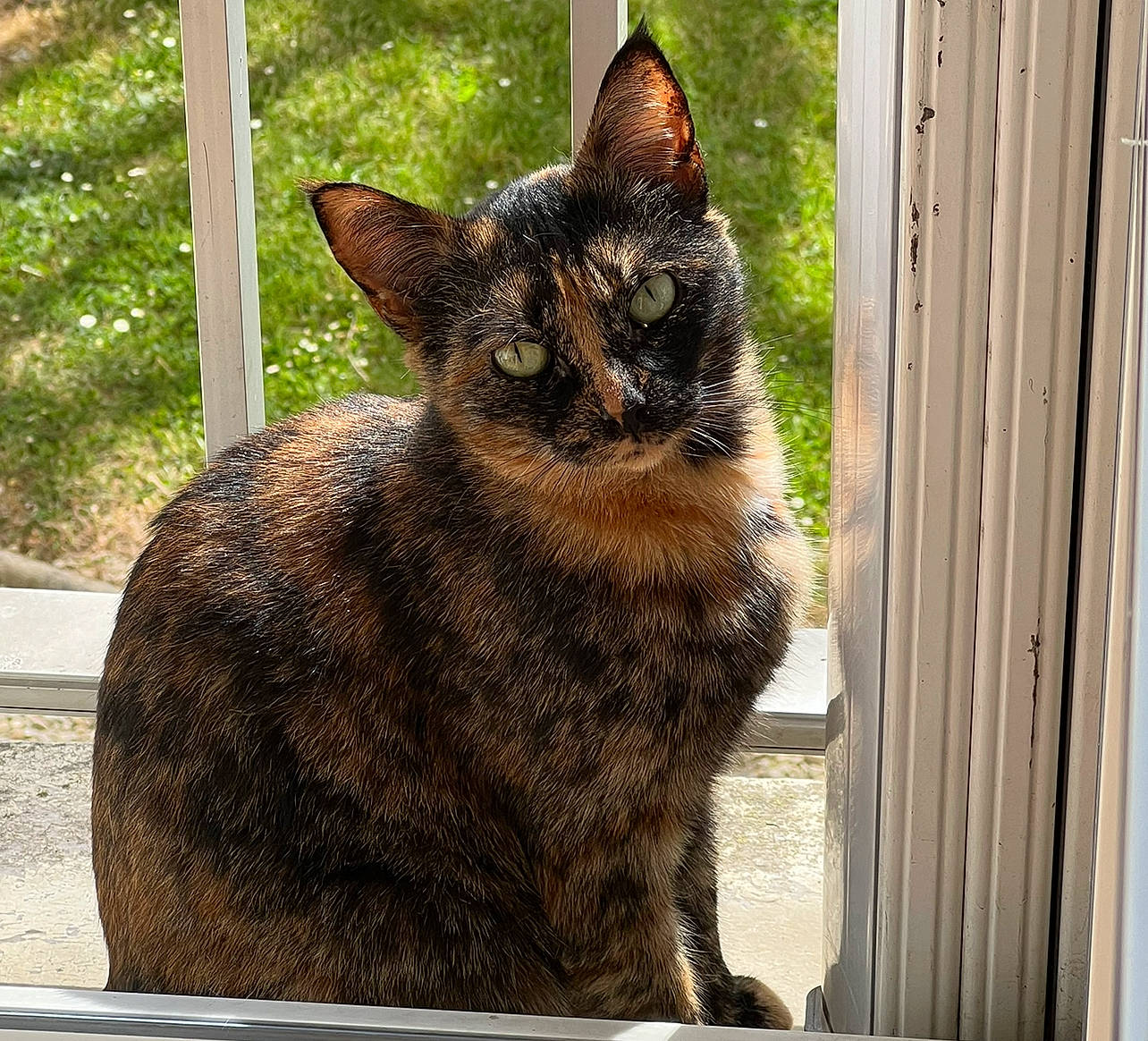 Mamour participe au concours pour gagner de l'argent avec cette photo : black_cat, carnivore, cat, domestic_short_haired_cat, eye, fawn, felidae, flowerpot, fur, houseplant, plant, small_to_medium_sized_cats, snout, tail, terrestrial_animal, tree, whiskers, wildlife, window, wood