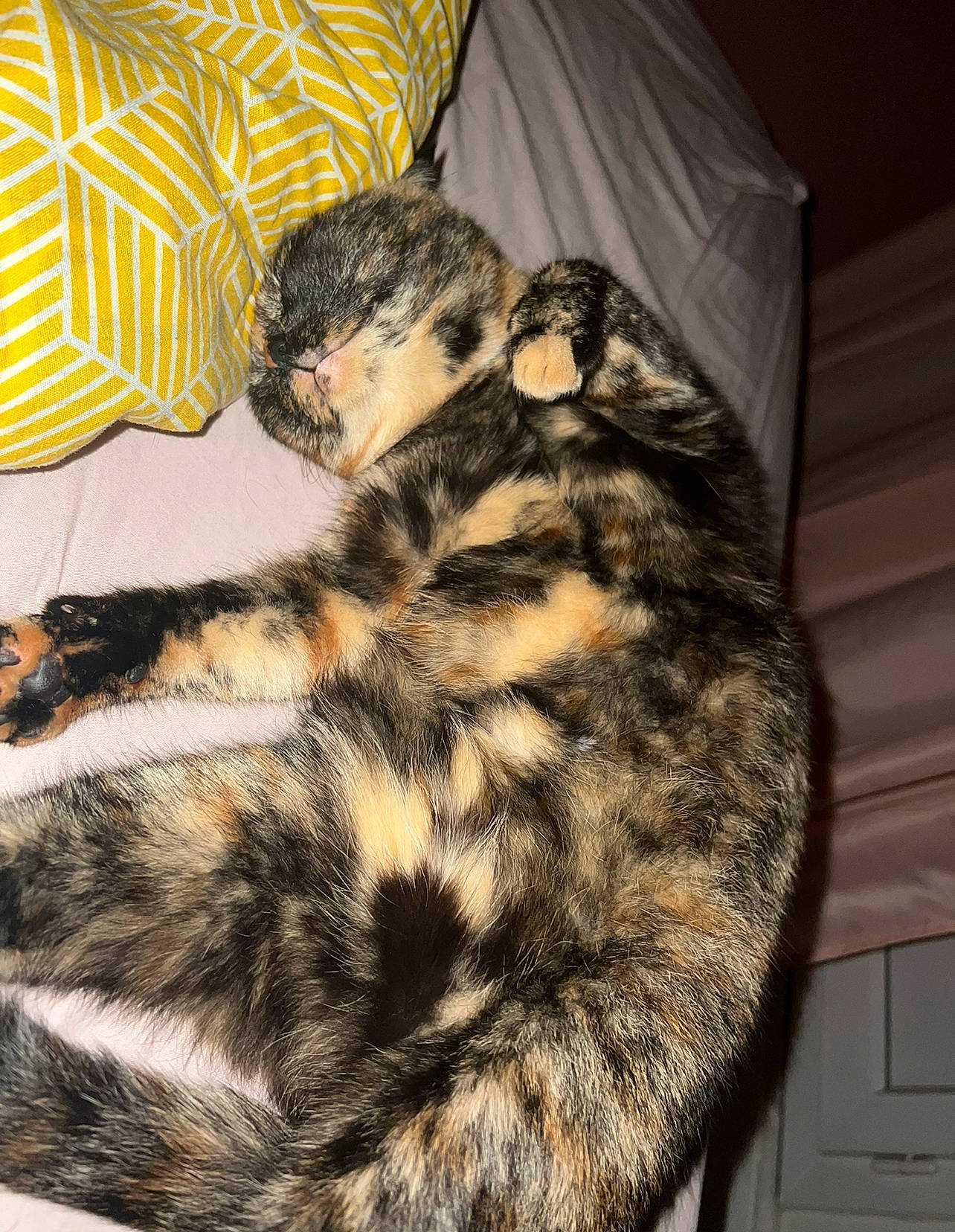 Mamour participe au concours pour gagner de l'argent avec cette photo : carnivore, cat, claw, comfort, domestic_short_haired_cat, felidae, fur, pattern, paw, small_to_medium_sized_cats, snout, tail, terrestrial_animal, whiskers