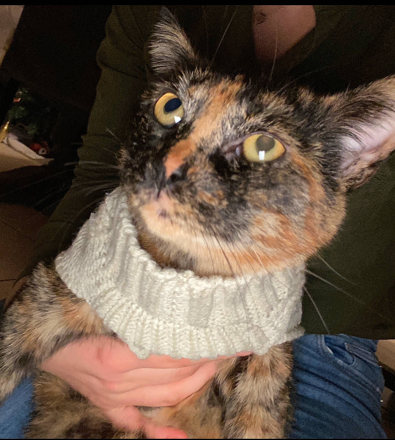 Mamour a rejoint le concours — aidez-le/la à gagner de superbes lots ! canidae, carnivore, cat, domestic_short_haired_cat, ear, fawn, felidae, fur, small_to_medium_sized_cats, tail, terrestrial_animal, whiskers, wool