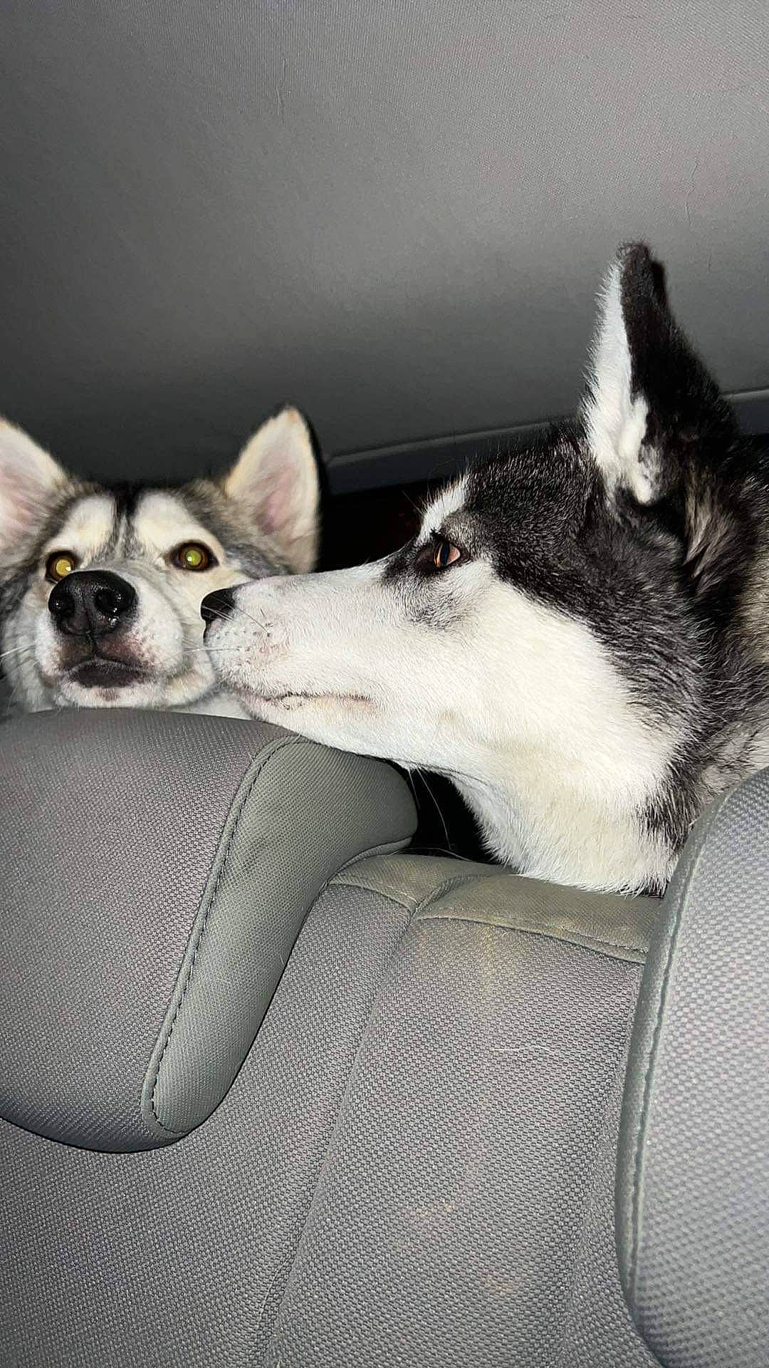 Tokyo participe au concours pour gagner de l'argent avec cette photo : canidae, carnivore, comfort, companion_dog, couch, dog, dog_breed, foot, fur, grey, monochrome_photography, paw, sitting, sled_dog, snout, sporting_group, vehicle, whiskers, working_animal, working_dog