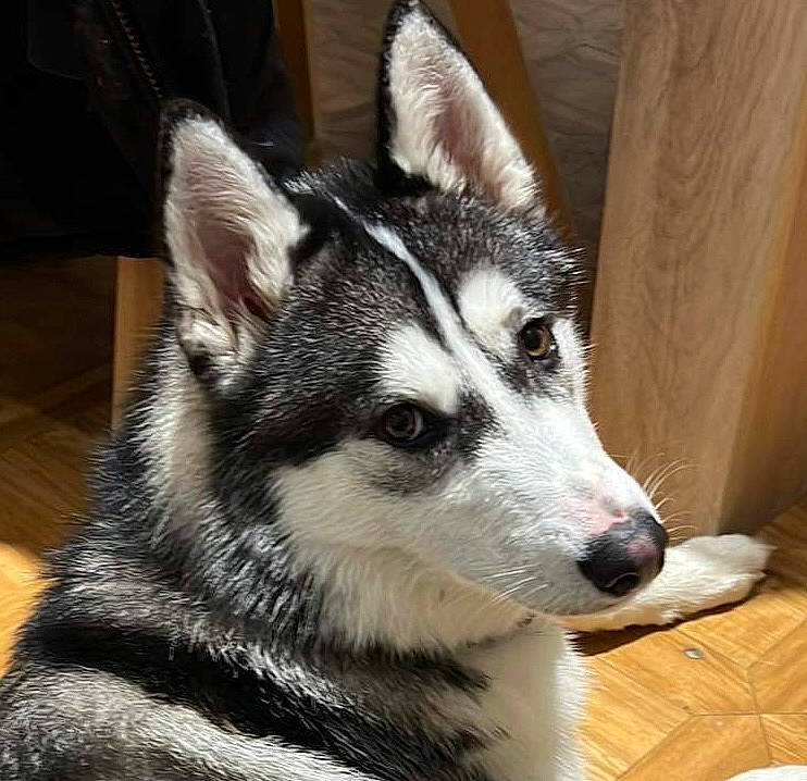 Tokyo a rejoint le concours — aidez-le/la à gagner de superbes lots ! canidae, canis, carnivore, companion_dog, dog, dog_breed, eye, flooring, fur, hardwood, jaw, sled_dog, snout, sporting_group, terrestrial_animal, whiskers, wolf, wood, working_animal, working_dog