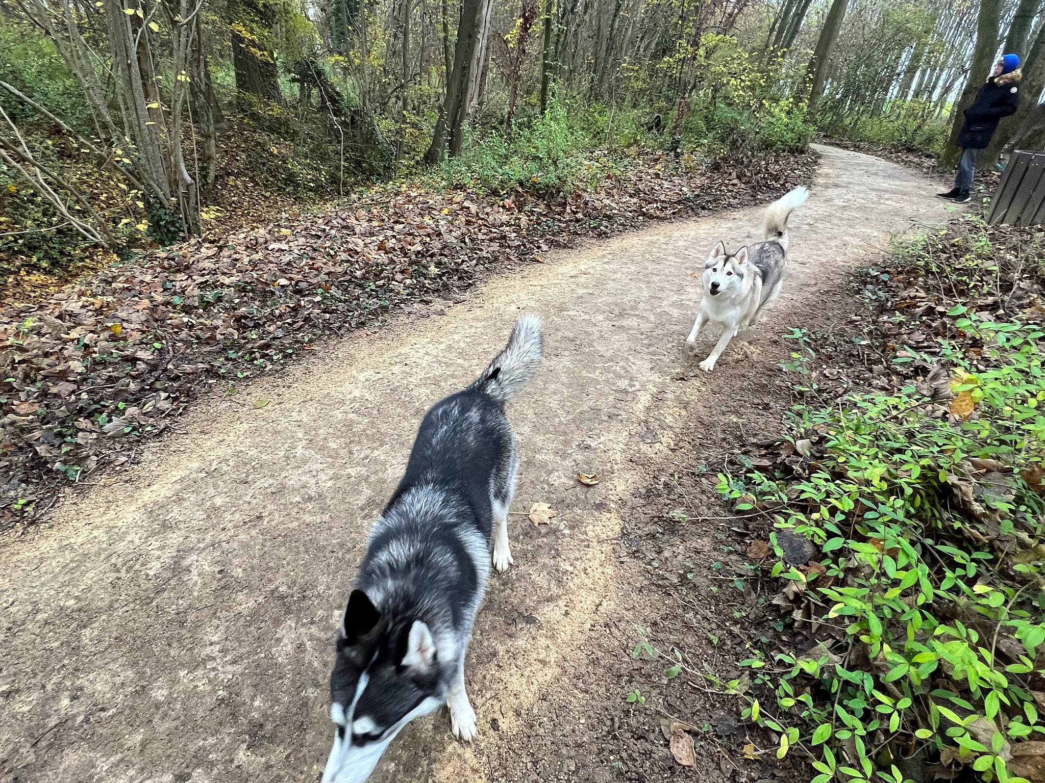 Tokyo a rejoint le concours — aidez-le/la à gagner de superbes lots ! adventure, australian_cattle_dog, carnivore, companion_dog, dog, dog_breed, forest, grass, herding_dog, path, plant, recreation, soil, sporting_group, tail, trail, tree, walking, woodland, working_animal