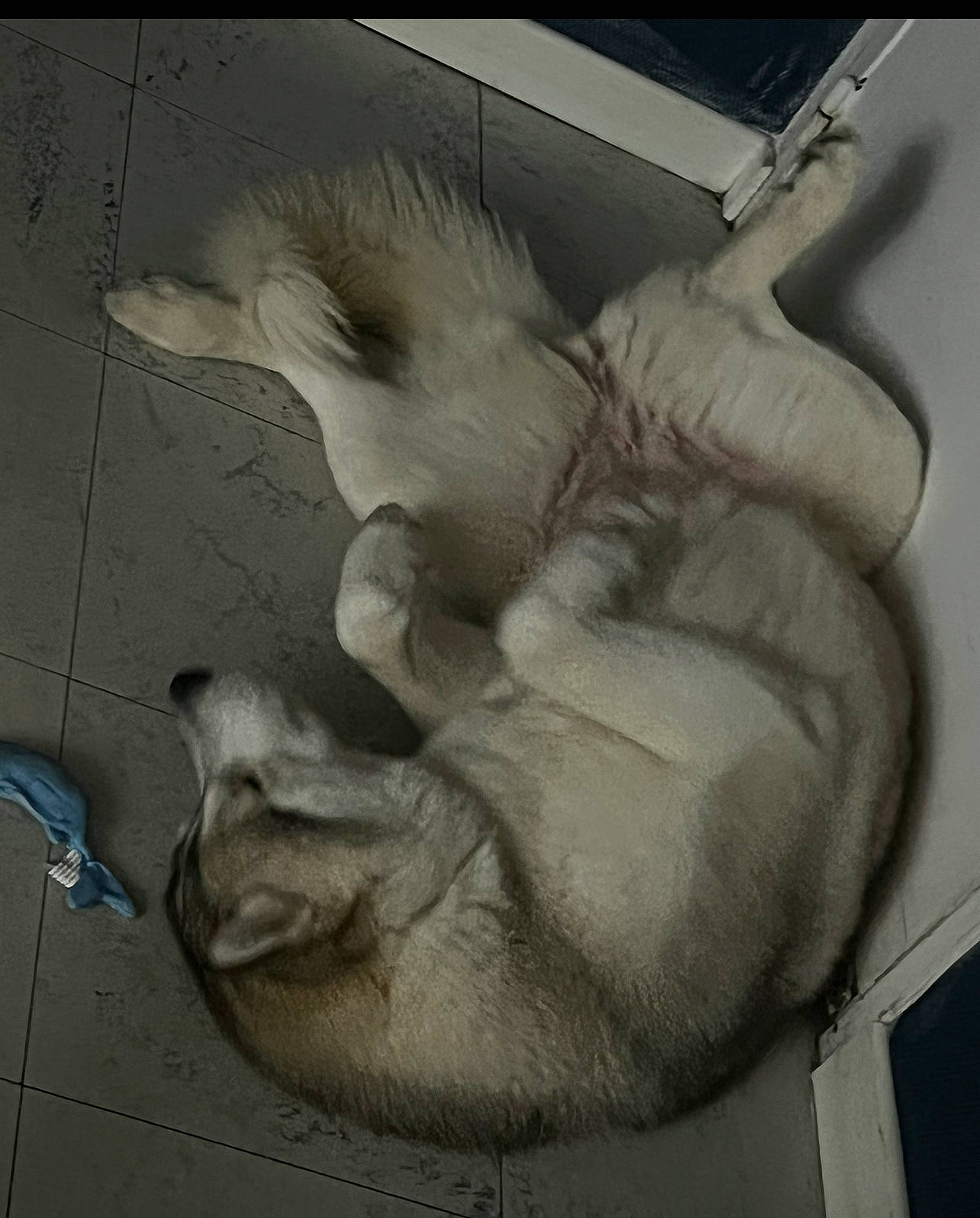 Ruby a rejoint le concours — aidez-le/la à gagner de superbes lots ! art, artwork, claw, drawing, elbow, felidae, fur, gesture, human_leg, monochrome_photography, painting, paw, sculpture, small_to_medium_sized_cats, still_life_photography, tail, visual_arts, whiskers, wing, wood