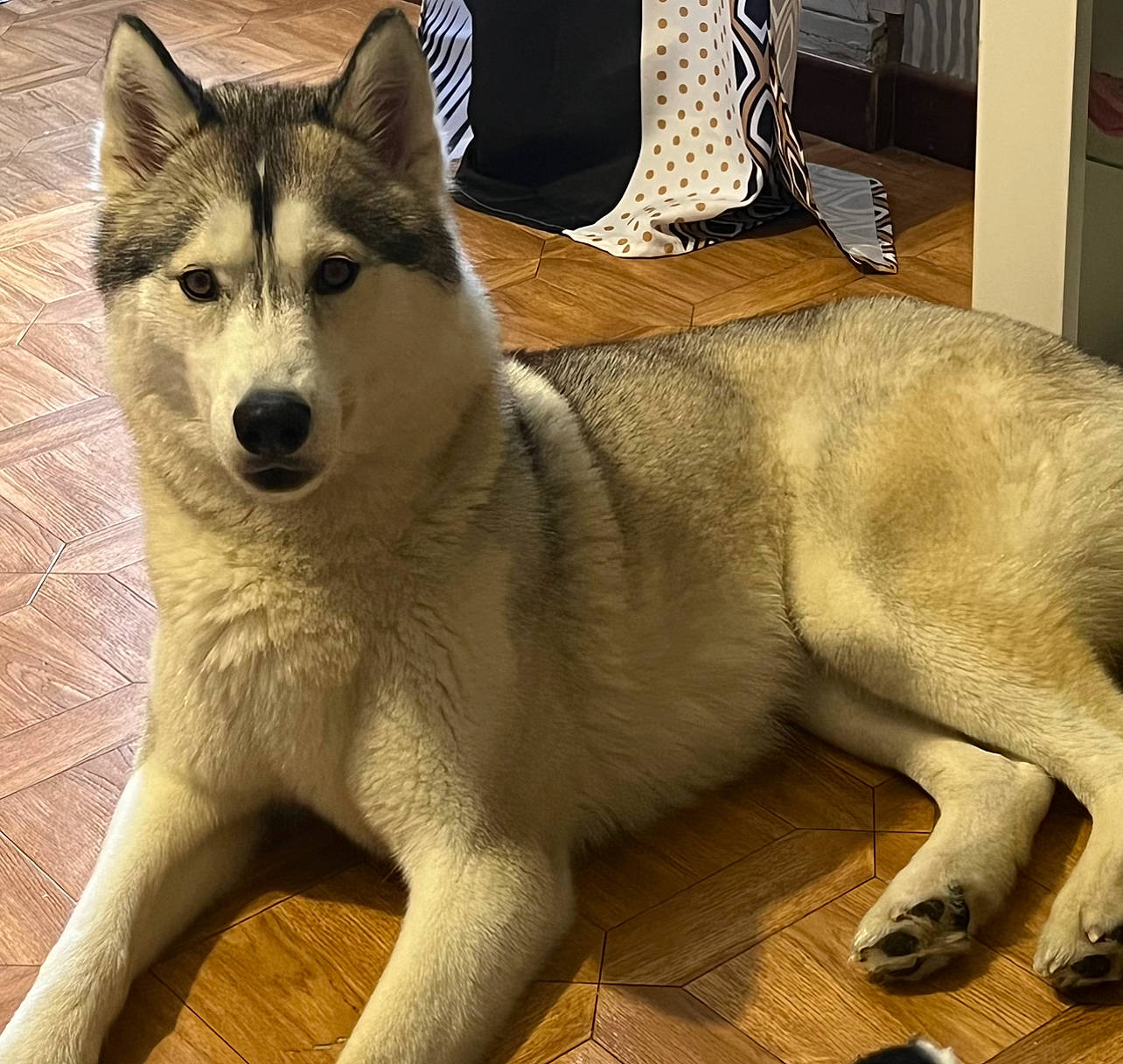 Ruby participe au concours pour gagner de l'argent avec cette photo : ancient_dog_breeds, canidae, canis, carnivore, companion_dog, dog, dog_breed, flooring, fur, non_sporting_group, sled_dog, snout, tail, terrestrial_animal, whiskers, wildlife, wolf, wood, working_animal, working_dog