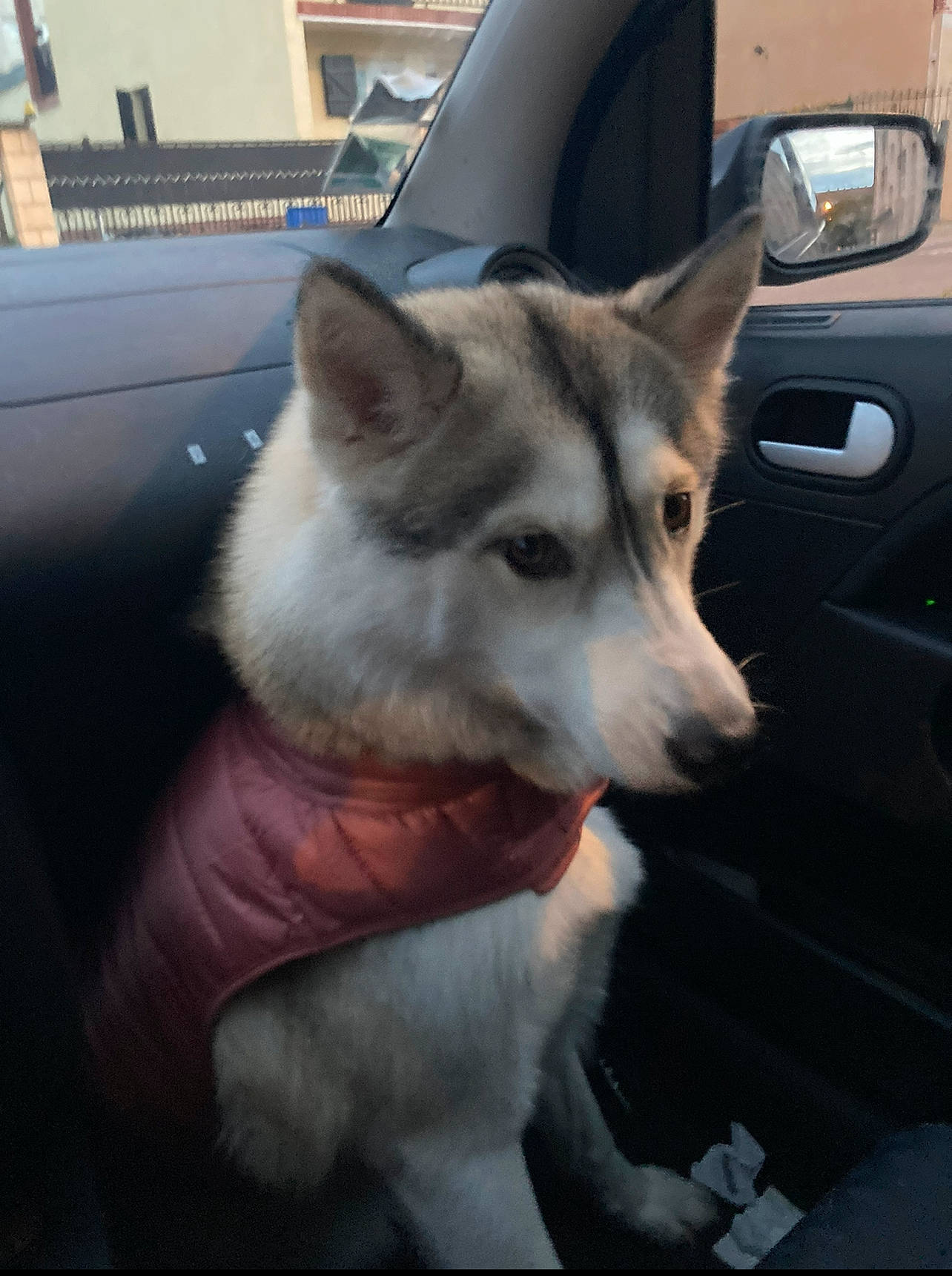 Ruby participe au concours pour gagner de l'argent avec cette photo : automotive_mirror, canidae, canis, car, carnivore, companion_dog, dog, dog_breed, door, fur, mirror, non_sporting_group, sled_dog, snout, sporting_group, vehicle, windshield, wolf, working_animal, working_dog