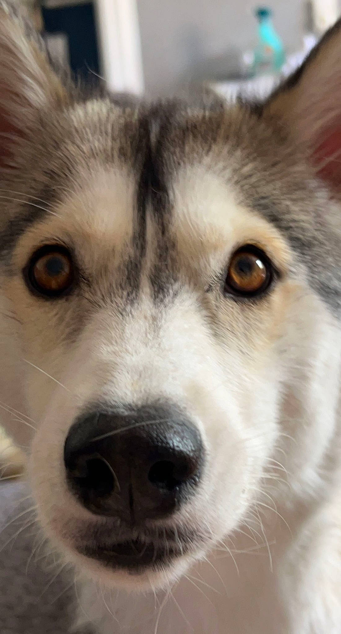 Ruby a rejoint le concours — aidez-le/la à gagner de superbes lots ! ancient_dog_breeds, canidae, canis, carnivore, companion_dog, dog, dog_breed, eye, fur, jaw, siberian_husky, sled_dog, snout, sporting_group, terrestrial_animal, whiskers, wildlife, wolf, working_animal, working_dog