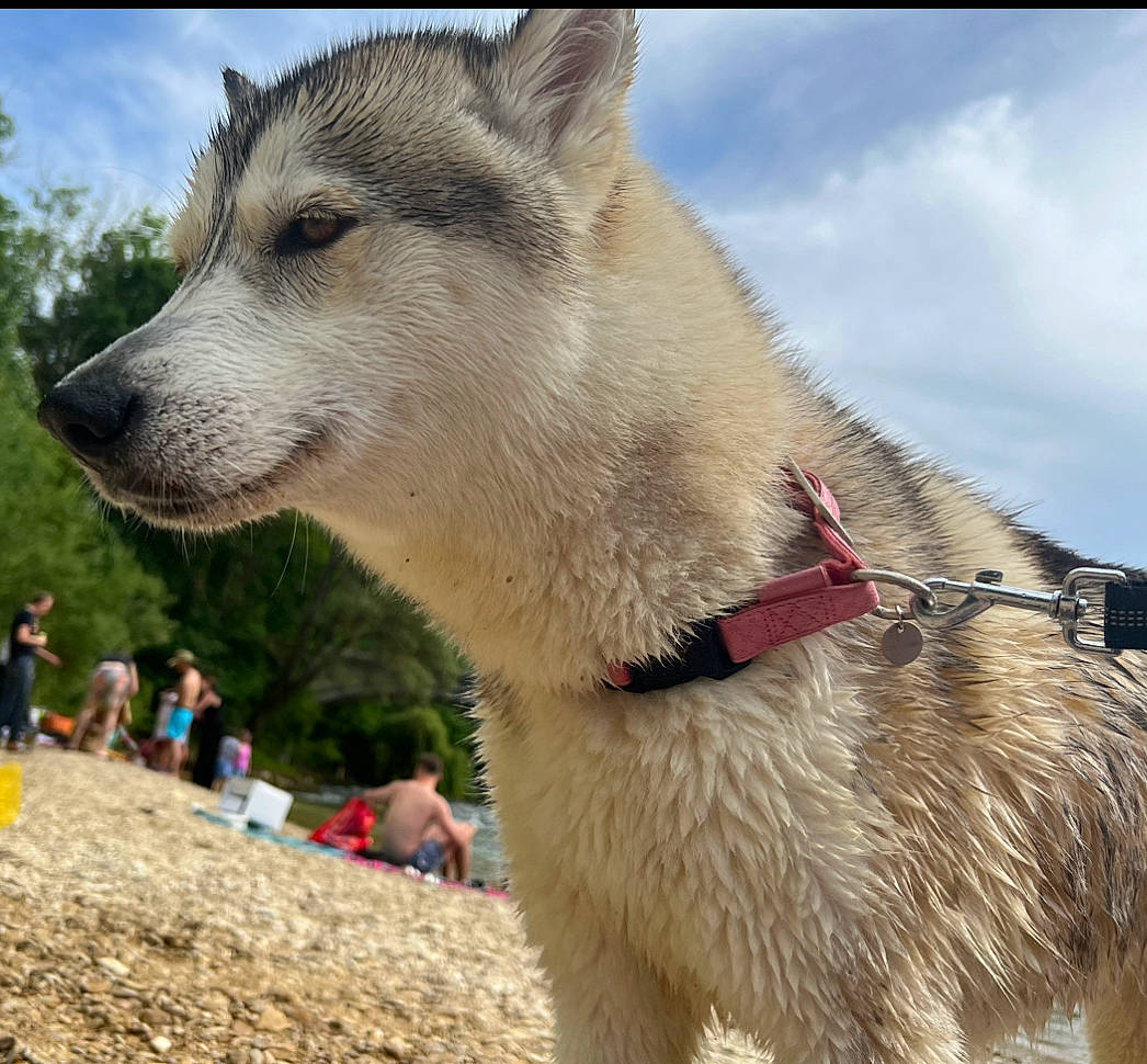Ruby a rejoint le concours — aidez-le/la à gagner de superbes lots ! canidae, canis, carnivore, cloud, collar, companion_dog, dog, dog_breed, fawn, fur, jaw, siberian_husky, sky, sled_dog, snout, sporting_group, terrestrial_animal, tree, wolf, working_animal