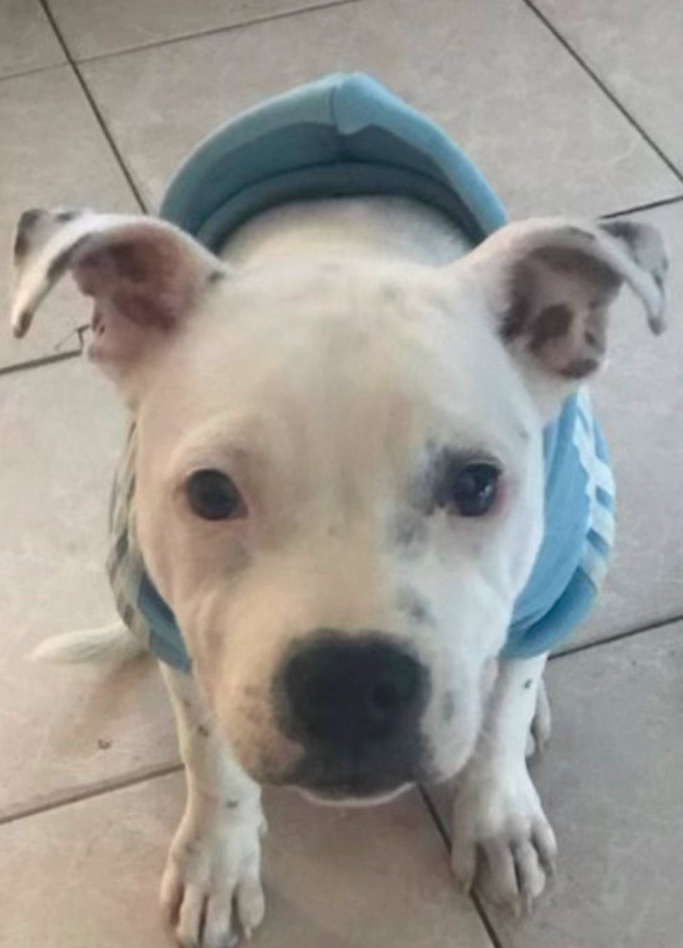 Salto participe au concours pour gagner de l'argent avec cette photo : ancient_dog_breeds, canidae, carnivore, collar, companion_dog, dog, dog_breed, dog_collar, ear, fawn, fur, non_sporting_group, pet_supply, selfie, snout, sporting_group, street_dog, terrestrial_animal, whiskers, working_animal