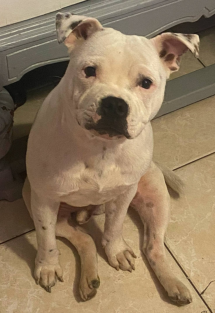 Salto a rejoint le concours — aidez-le/la à gagner de superbes lots ! ancient_dog_breeds, bulldog, canidae, carnivore, companion_dog, cordoba_fighting_dog, dog, dog_breed, fawn, molosser, non_sporting_group, snout, sporting_group, terrestrial_animal, working_animal, working_dog