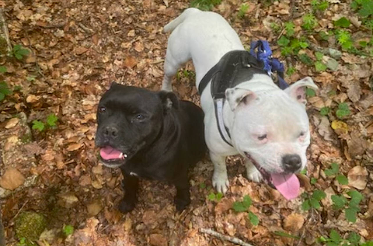 Salto a rejoint le concours — aidez-le/la à gagner de superbes lots ! adventure, canidae, carnivore, collar, companion_dog, dog, dog_breed, dog_collar, fawn, grass, molosser, plant, puppy, snout, soil, sporting_group, tail, terrestrial_animal, vertebrate, working_animal