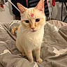 Sun participe au concours pour gagner de l'argent avec cette photo : cat, cream_cat, pink_sticker, forehead, pet, animal, sitting, bed, bedroom, bedding, blanket, whiskers, ears, eyes, portrait, indoor, home, laundry, drying_rack, cozy