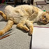 Sun a rejoint le concours — aidez-le/la à gagner de superbes lots ! cat, ginger_cat, orange_cat, pet, feline, lying_down, belly_up, relaxed, playful, face, eyes, ears, paws, tail, fur, indoor, home, mat, pencils, coloring_book